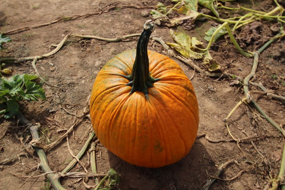 31 Things That Are Only Socially Acceptable To Do In October