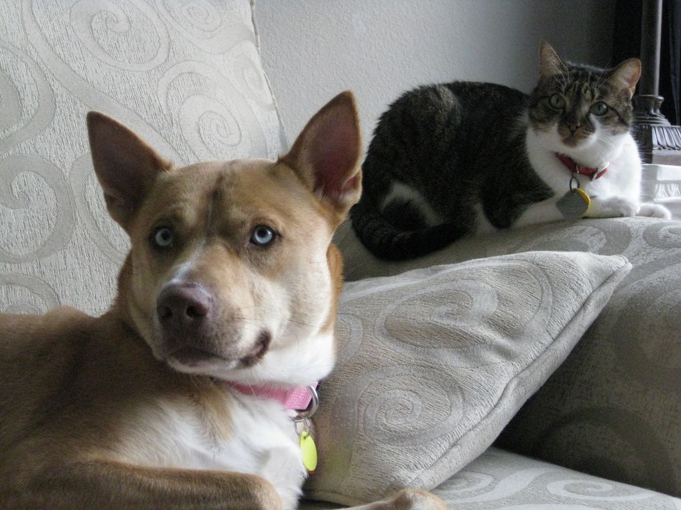 Is It Cats Or Dogs That Make For The Better College Student's Pet?