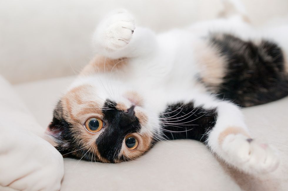 10 Reasons Why Cats Make The Best Pets