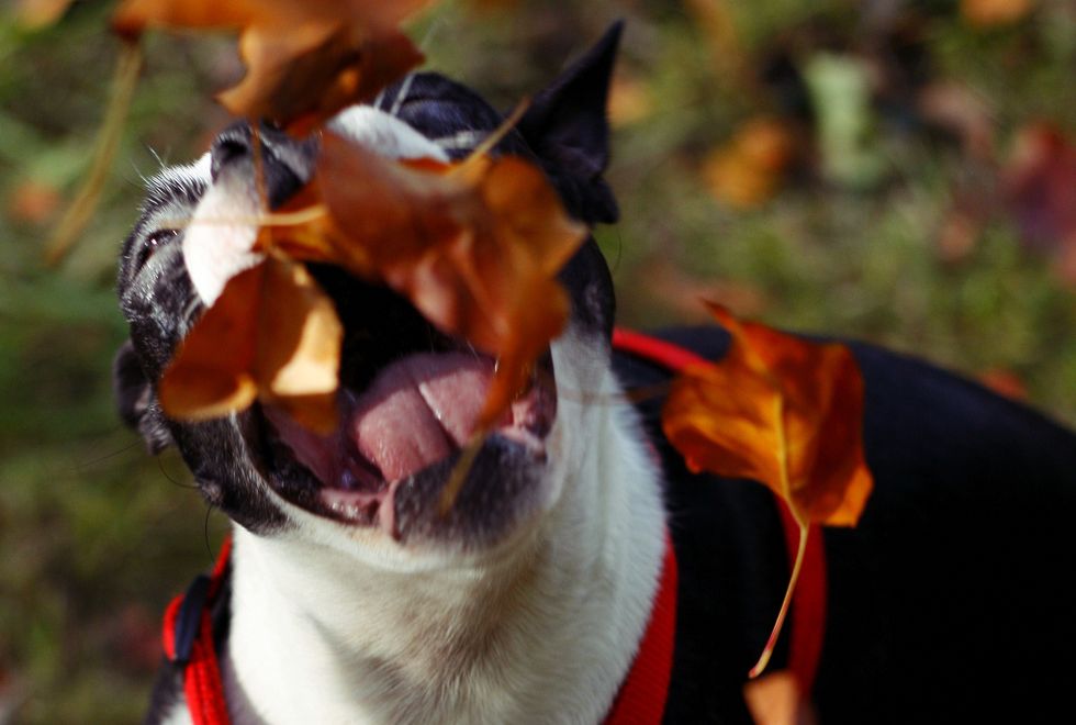 Enjoying A Perfectly Spooky And Pumpkin Spiced October, As Told By Dog Gifs