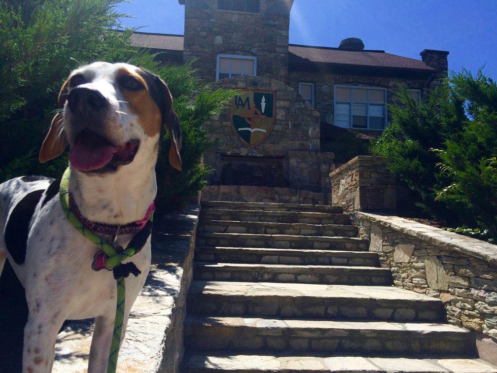 6 Of The Cutest Reasons Lees-McRae Is The Most Dog Friendly Campus