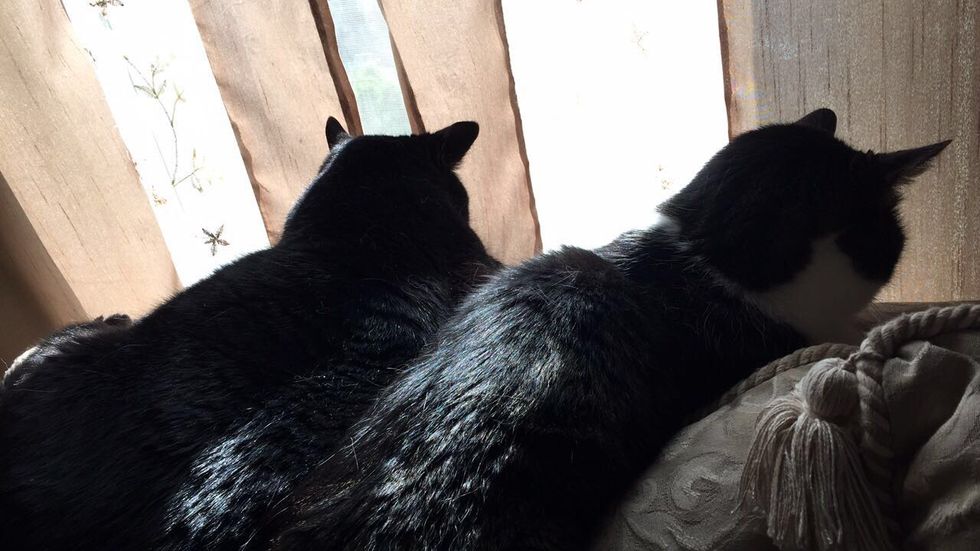 15 Reasons Why Owning A Cat Is The Best Thing EVER