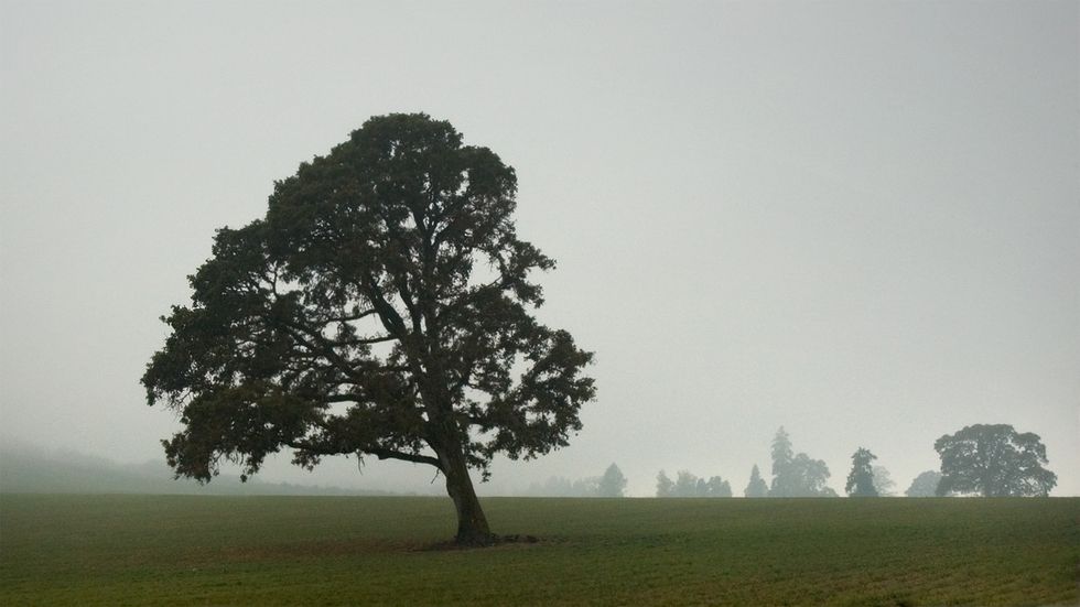 Short Story: Beneath The Old Oak Tree