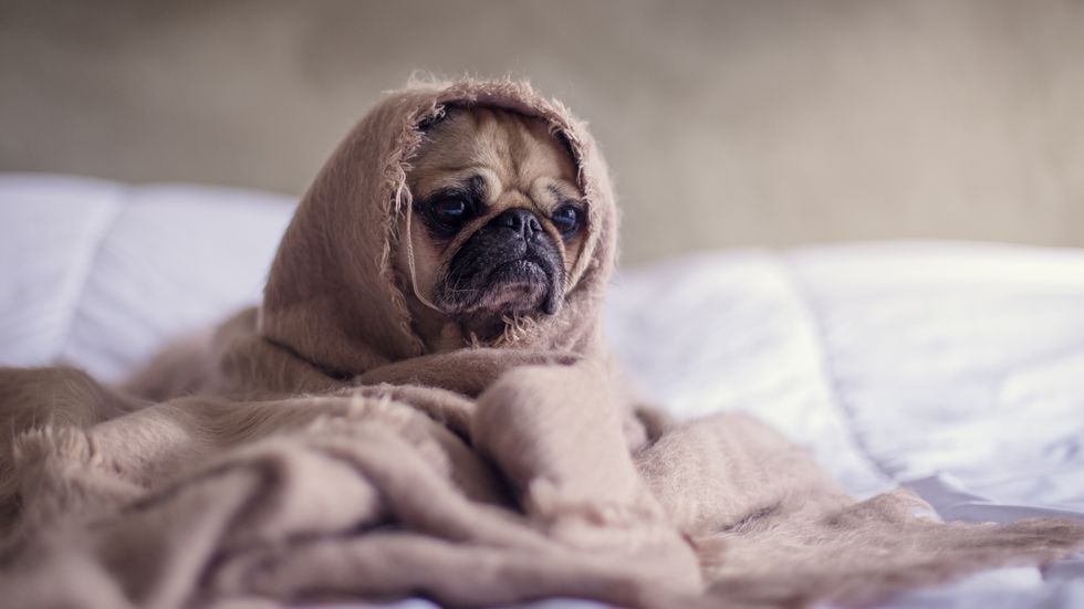 These Are The Best 9 Pug Insta's You Need To Follow