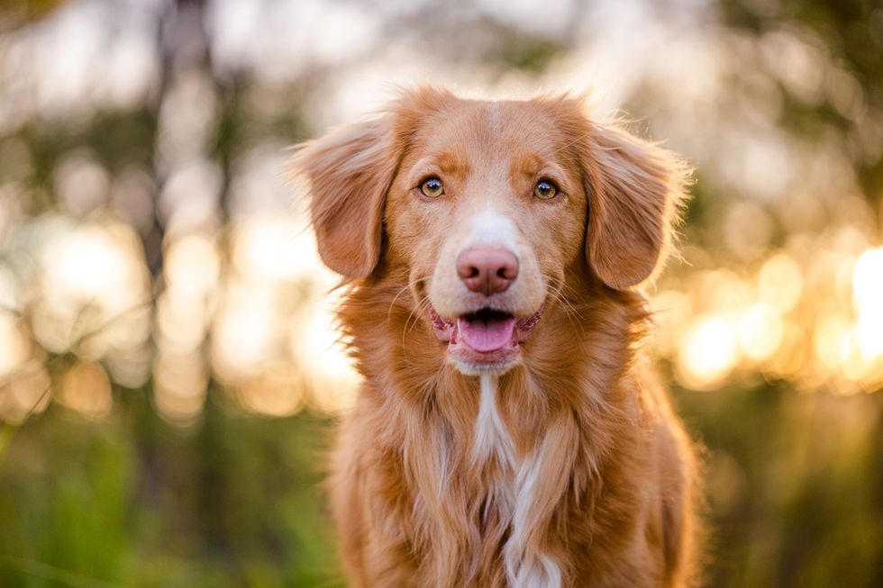 15 Reasons Dogs Are SO Much More Than Our Pets