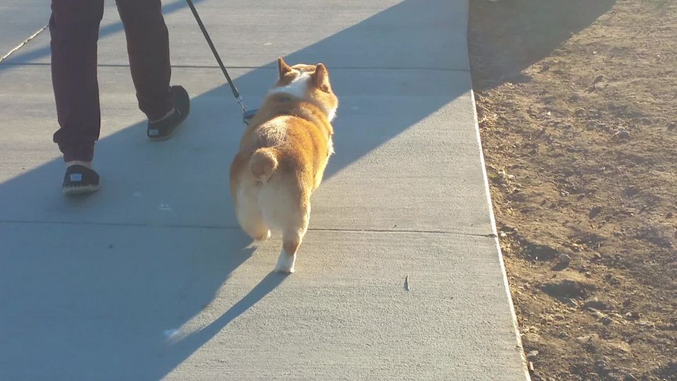 10 Corgi Butts To Make Your Day Better