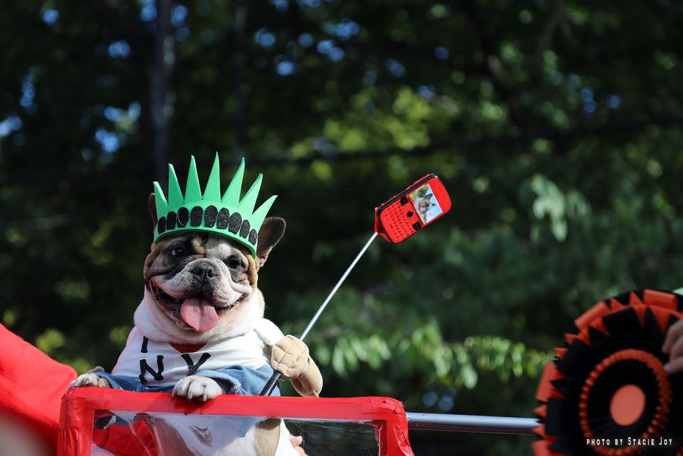 A Top 10 List Of Dogs In Halloween Costumes For When A Study Break Is Absolutely Necessary