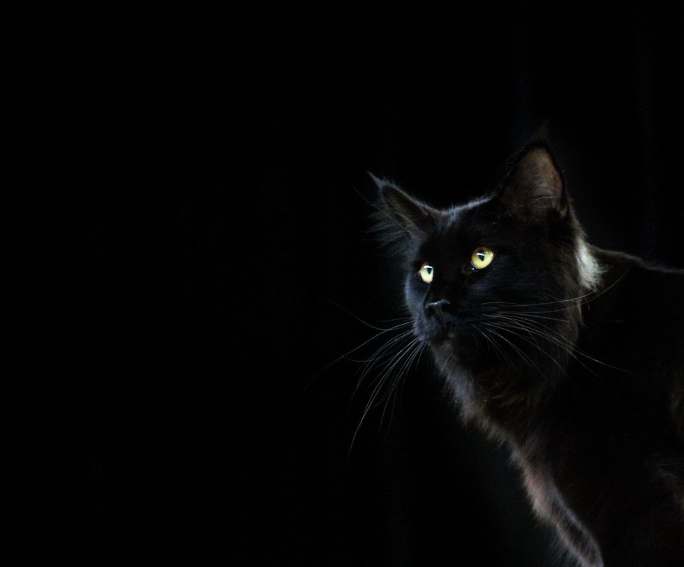 Beware The Cait Sidhe: A Short Story