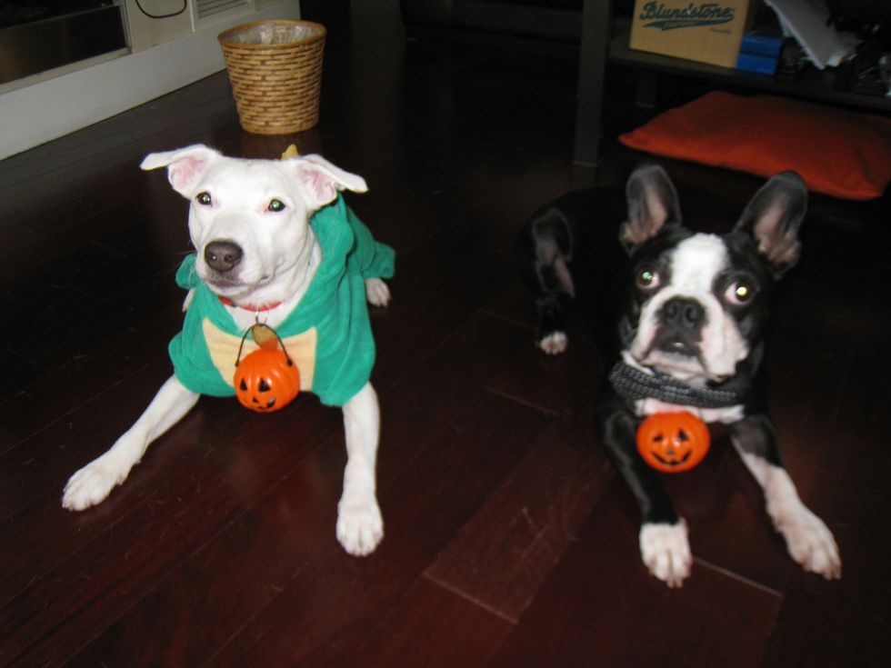 12 Pets In Halloween Costumes Just To Brighten Your Day
