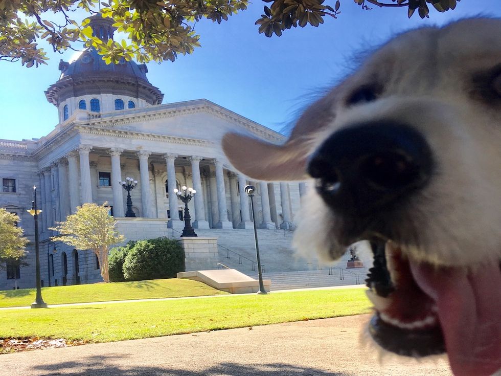 What I Learned From Dog-Sitting In College