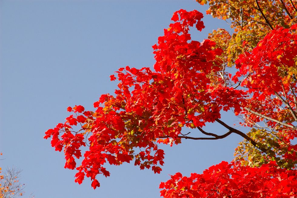 Poetry on Odyssey: "Nurturer"