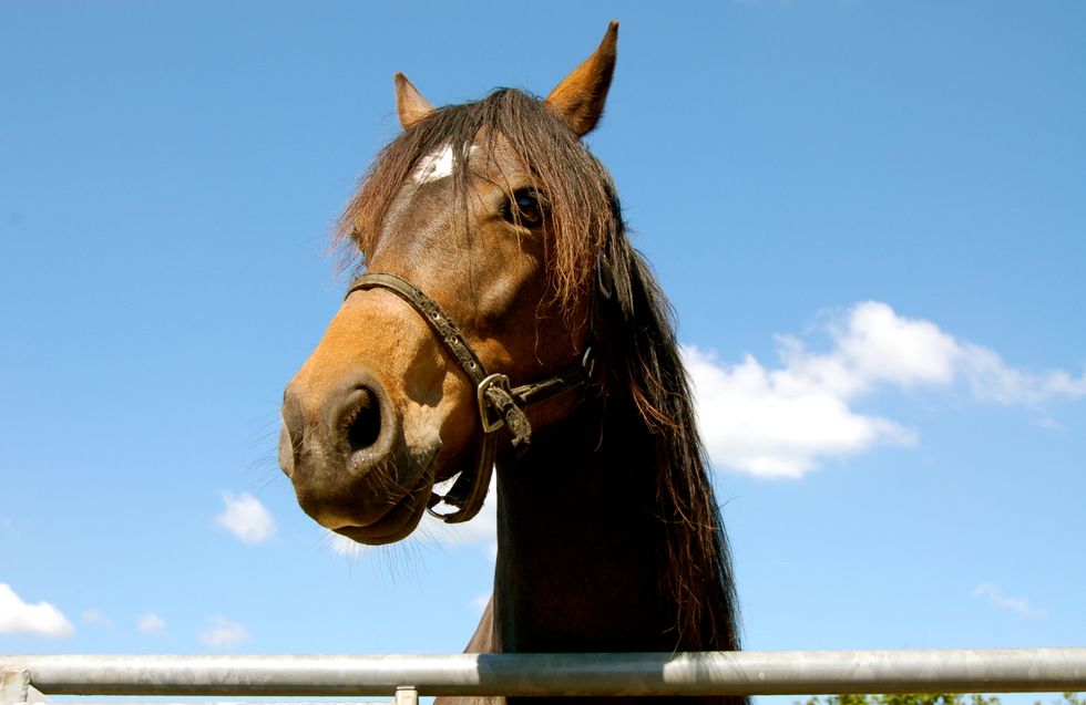 I Don't Just Miss My Dog