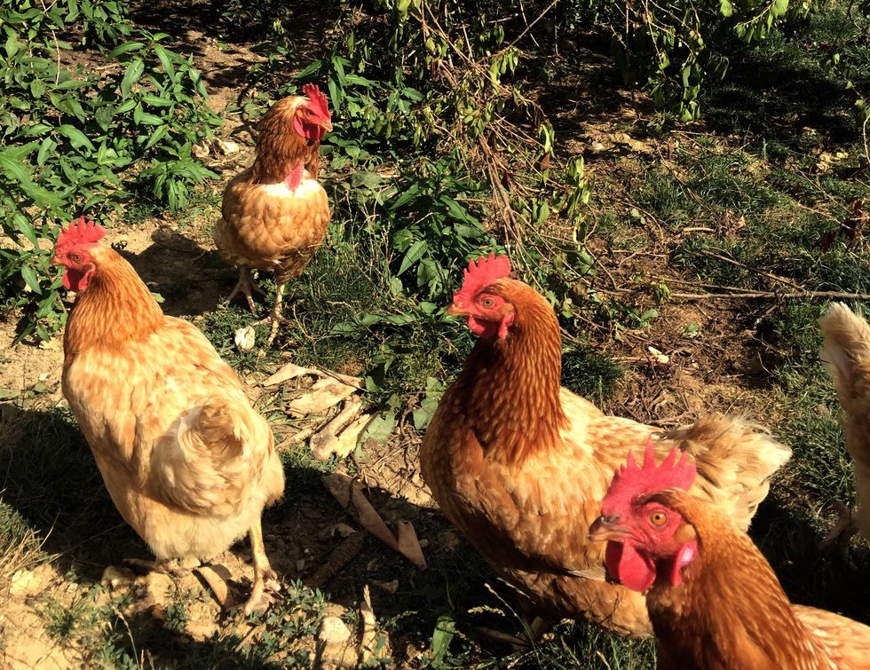 The Chicken Story: Episode One