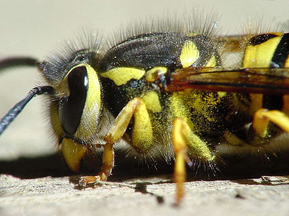 Save The Bees, Yes, But Do We HAVE To Save Yellowjackets?