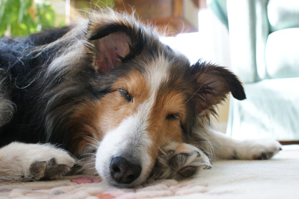 5 Reasons Why You Should Adopt A Senior Dog