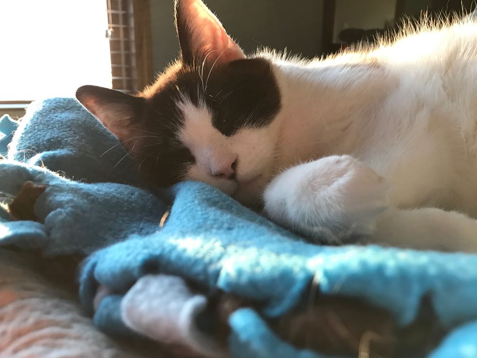 5 Truths Of Losing A Childhood Pet