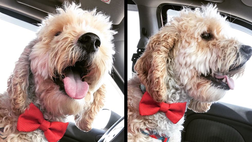 8 Pieces Of Advice For The Rest Of The Semester, As Told By An Adorable Dog