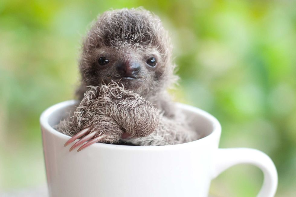 7 Sloth Pictures To Get You Through The Week