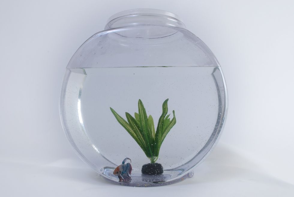 10 Reasons To Have A Pet Fish In College