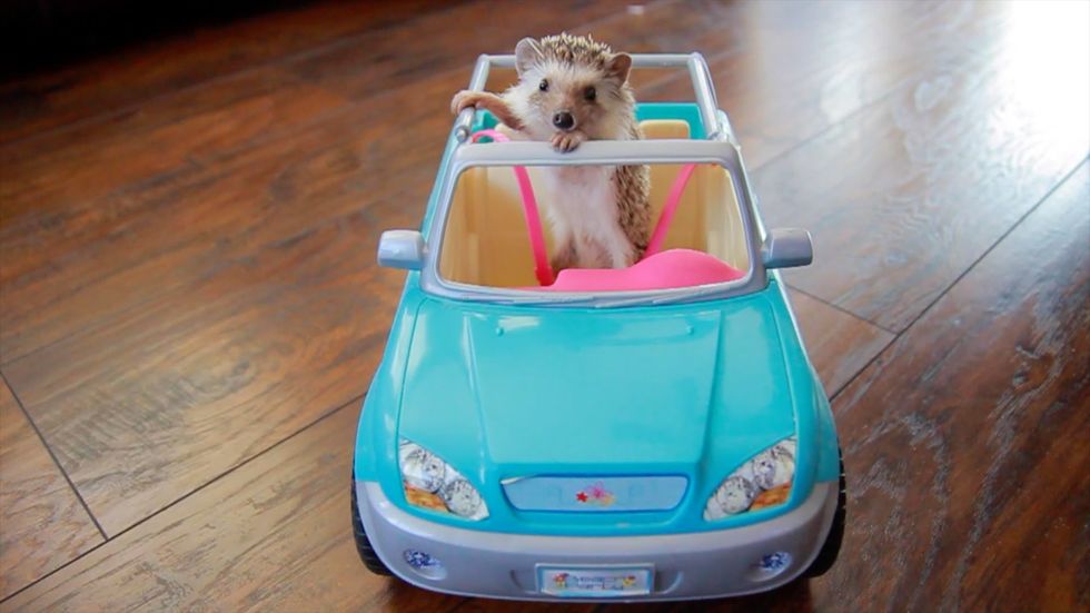 Your Life In College As Told By Hedgehogs