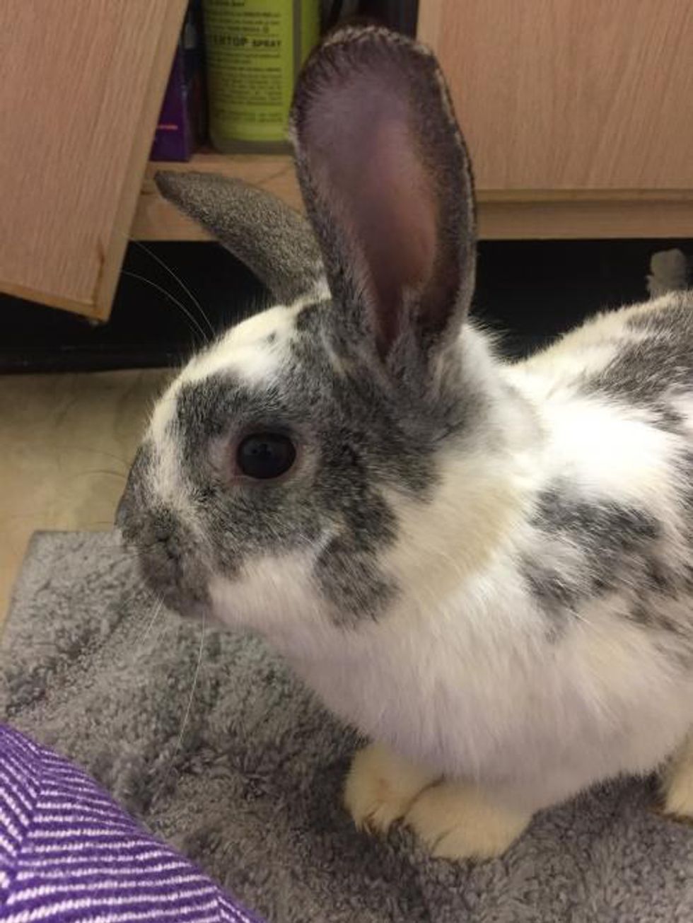 Want A Rabbit? Brother Wolf Has Plenty! | The Odyssey Online