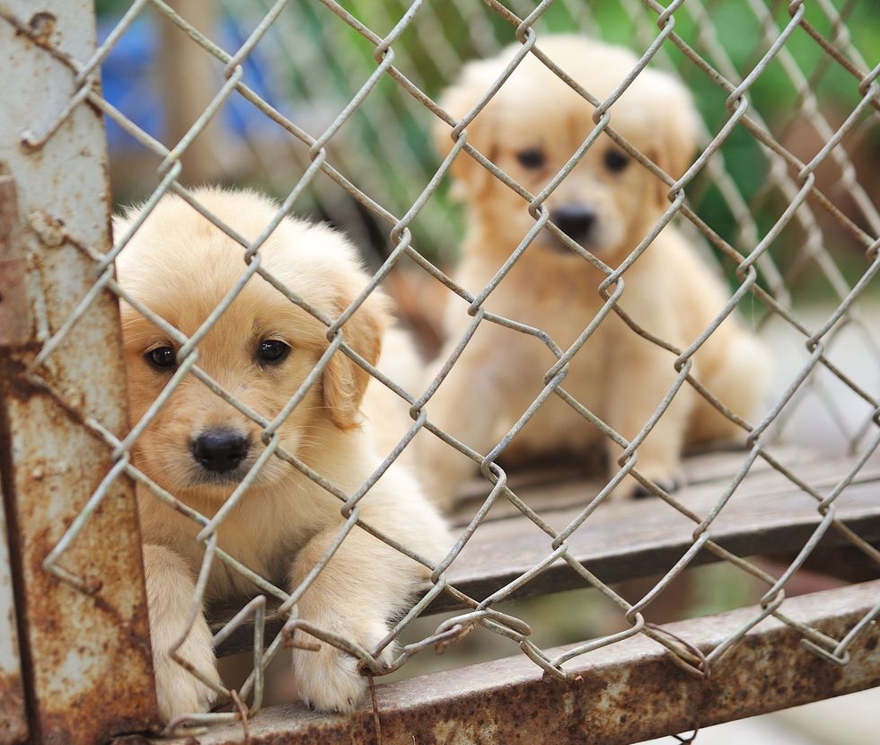 California Against Illegal Puppy Mill Business