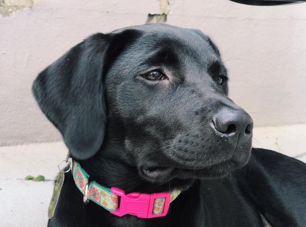 16 Reasons I Would Trade Lives With My Dog, No Hesitation