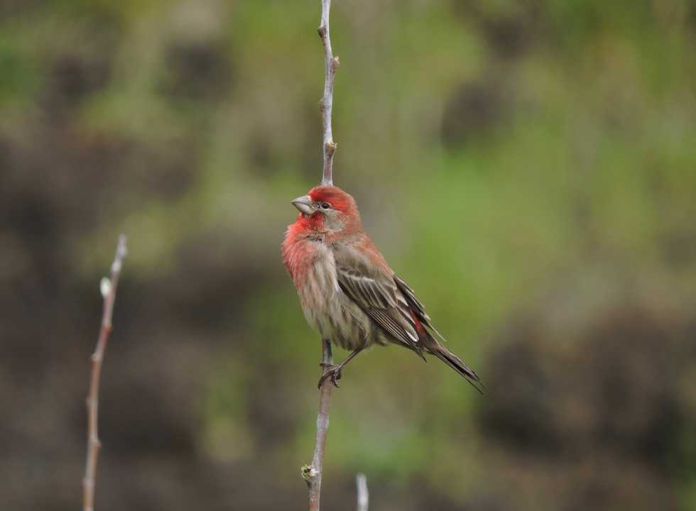Learn The Art Of Bite-Sized Birding | The Odyssey Online