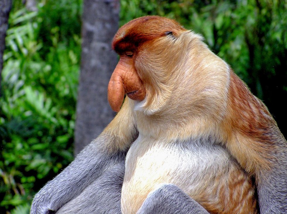 5 Ugly Endangered Animals That Need Love Too