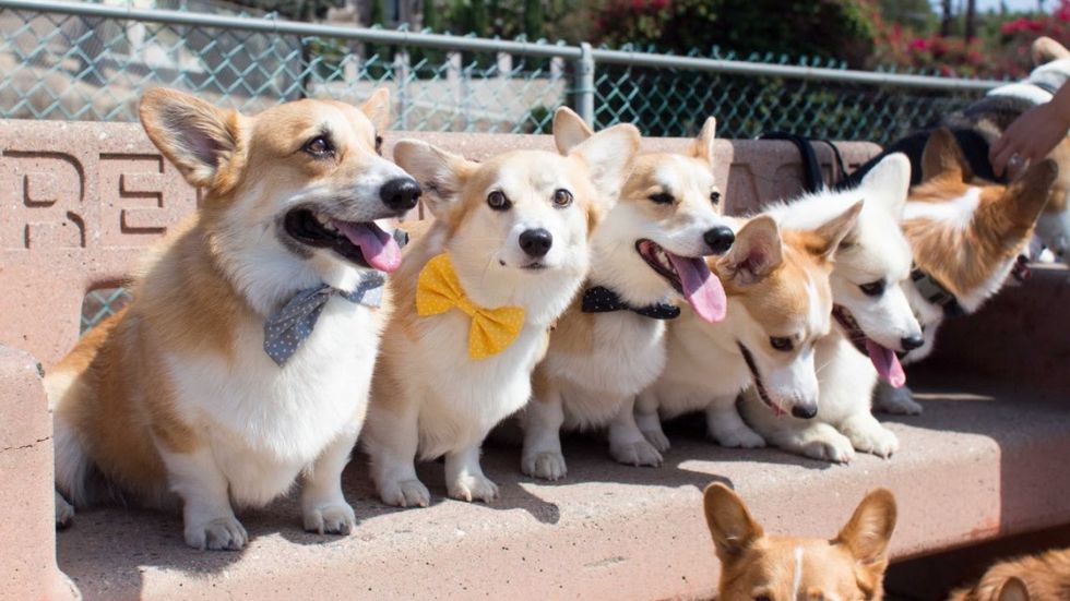 8 Reasons Why Corgis Are The Best