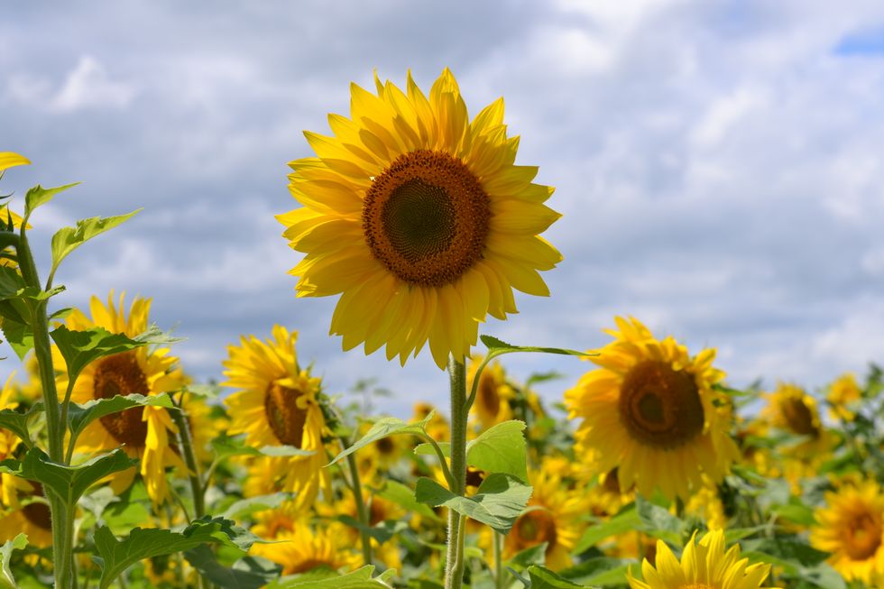 Verses for the Anxious Heart