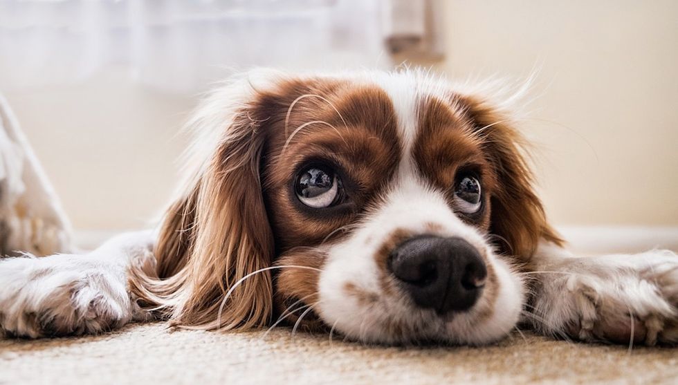 5 Ways To Prepare For Your Pet To Come Home