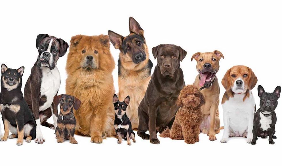 Which Dog Breed You Are Based On Your Myers-Briggs Personality Type