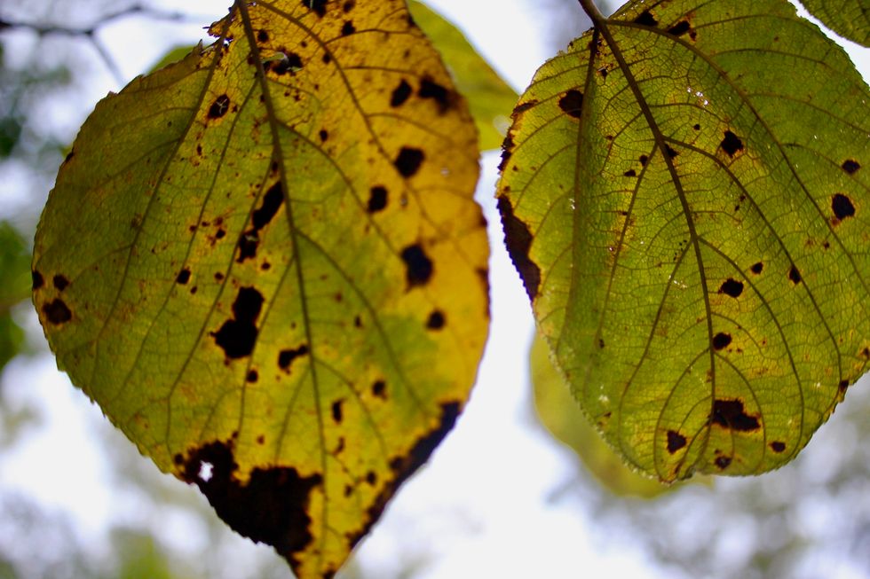 No Rain, No Flowers.