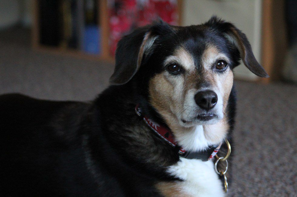 The Truth About Owning A Dog In College The Odyssey Online