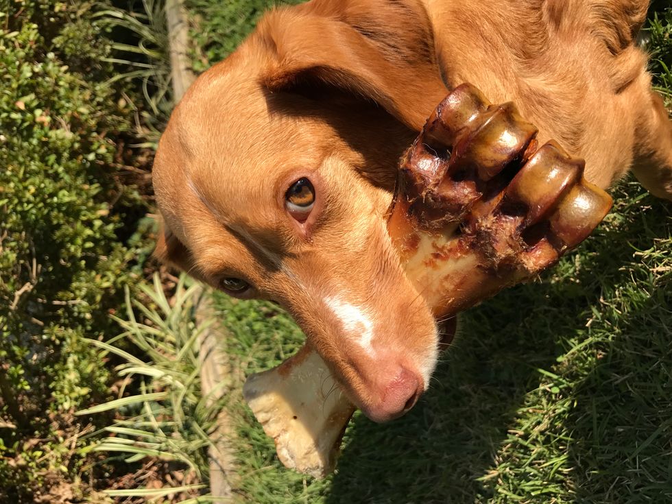 5 Times When Your Dog is Most Likely Judging You