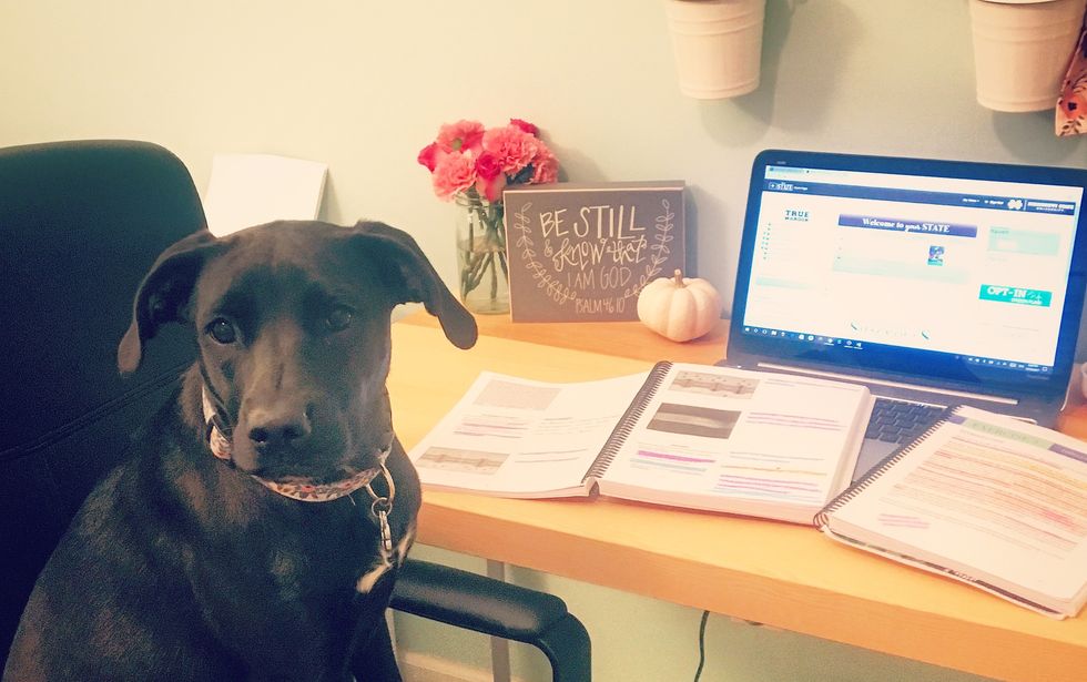 27 Things My Dog Would Rather Be Doing Than Watching Me Study