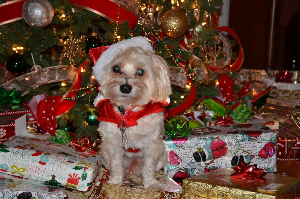 Wait, So Does November Mean That The Christmas Season Is Here?