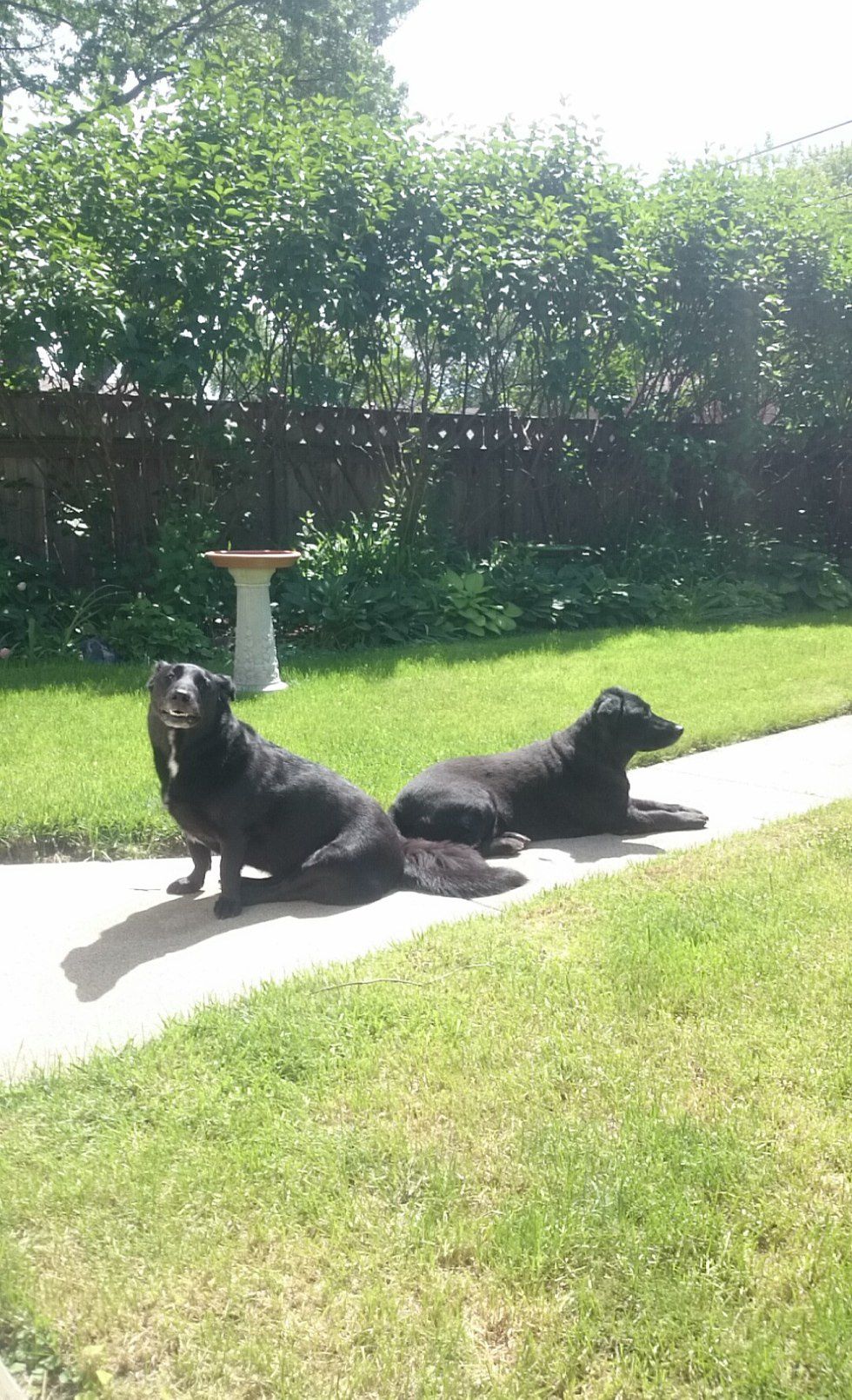 Why We Need Animals In Our Life The Odyssey Online