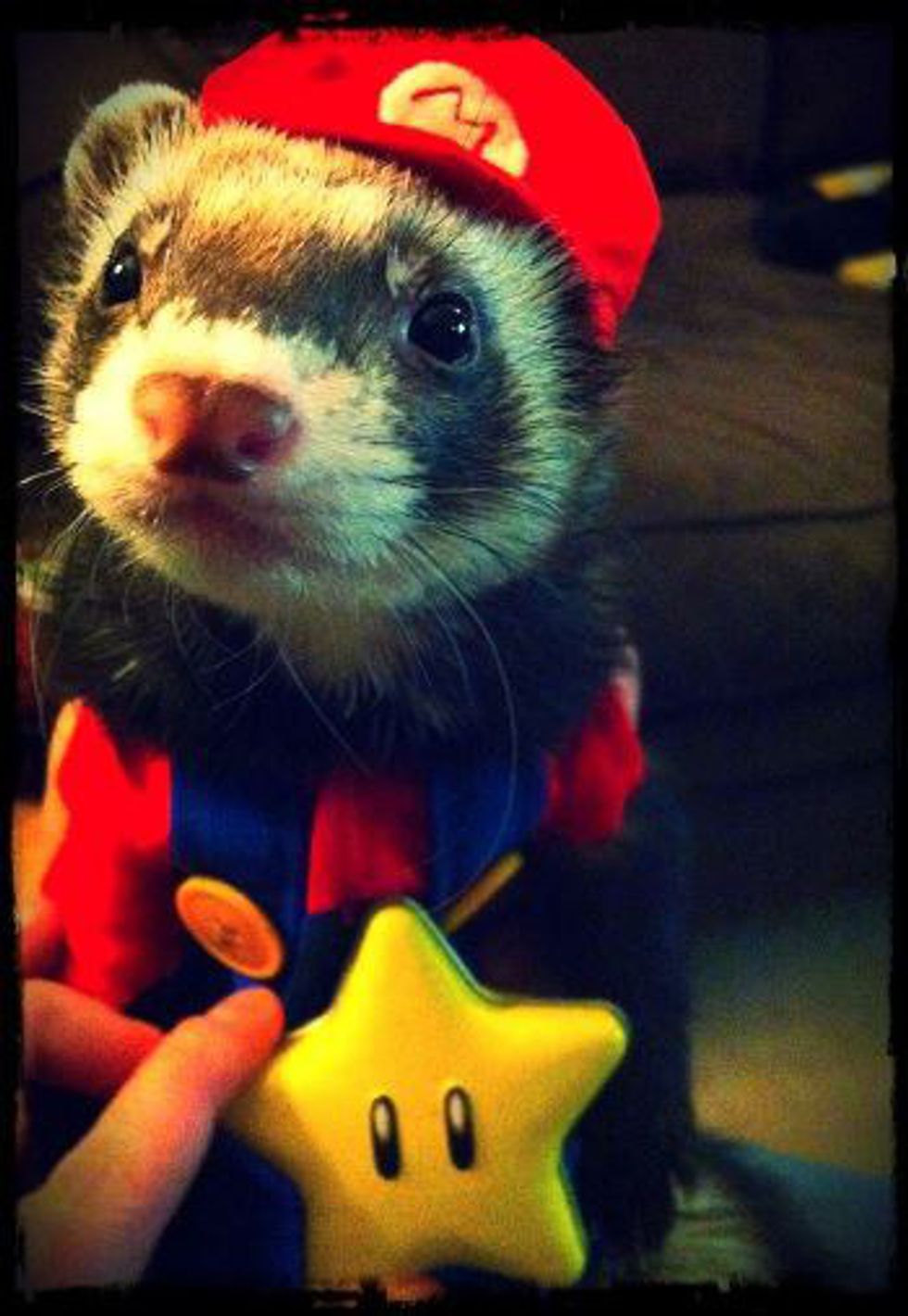 Ferrets vs Sugar Gliders