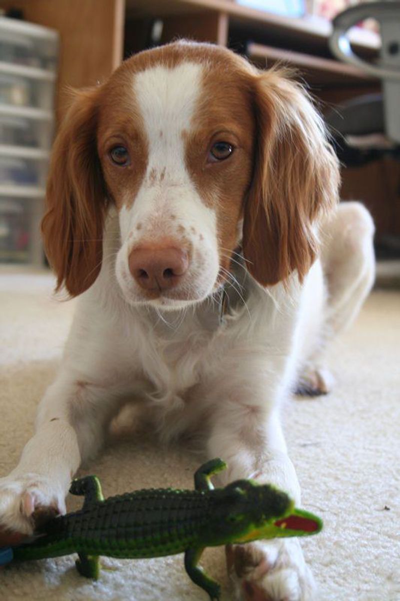 7 Reasons Brittany Spaniels Are Perfect Pups | The Odyssey Online, image size:800x1201