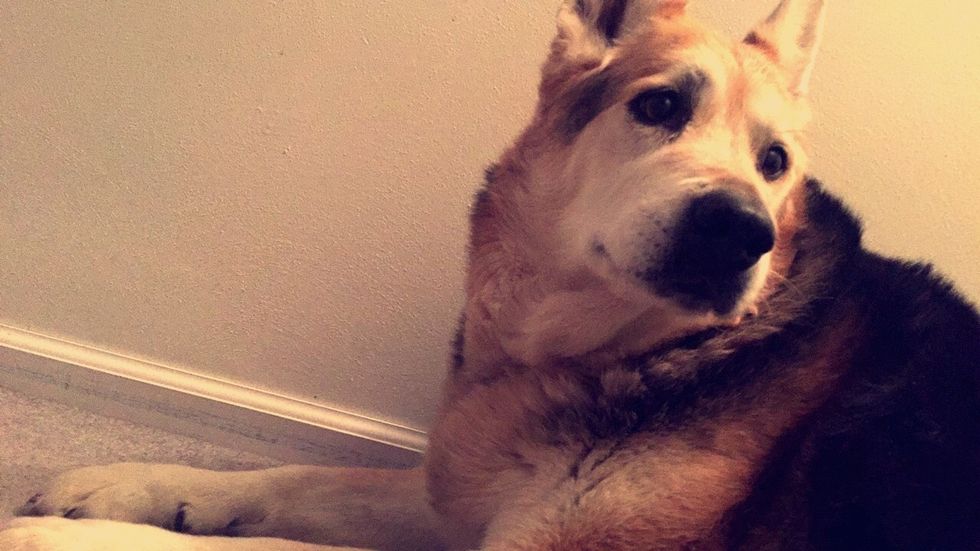 The Single Life Of A College Girl, As Told By My Dog