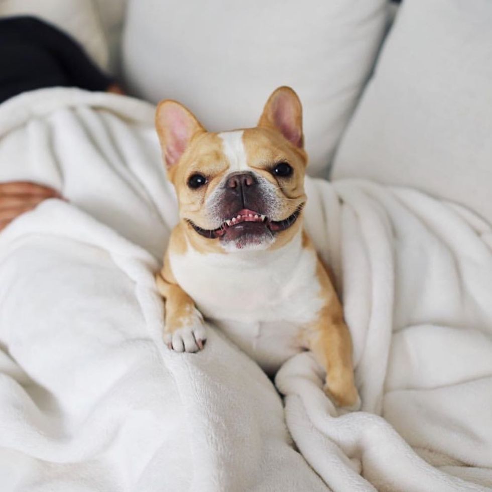 5 Reasons Why Dogs Are My Best Friends And They Should Be Yours Too