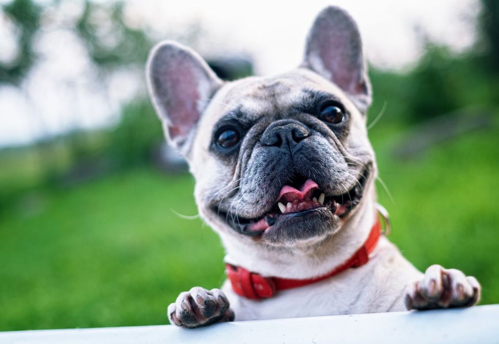 9 Dog Snapchats That Will Turn Your 'Ruff' Day Around