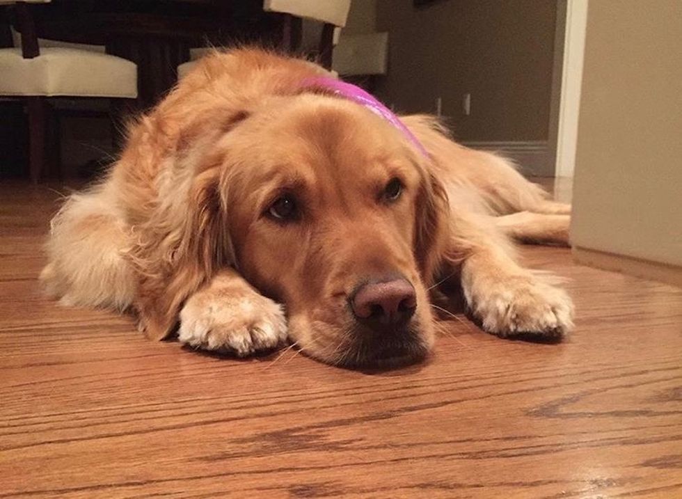 Its Okay To Miss Your Dog In College