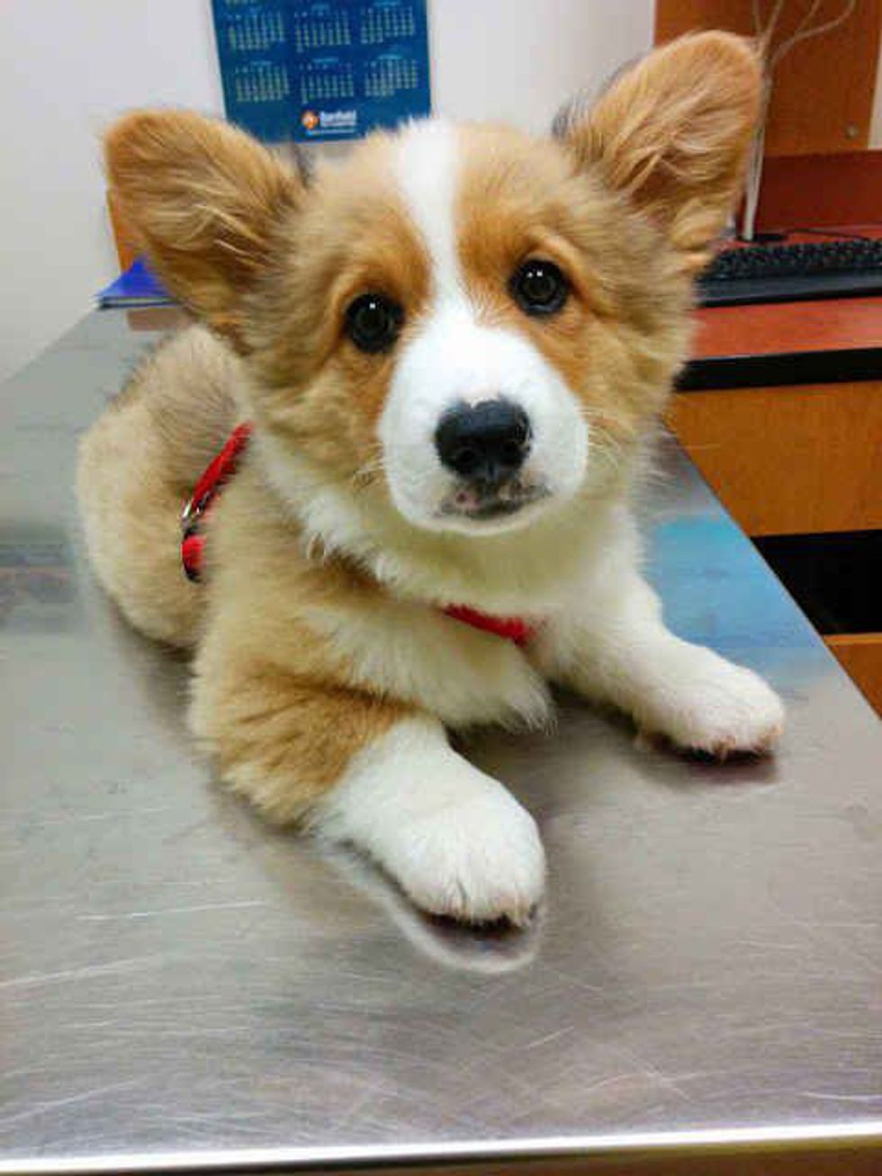 15 Reasons Why Corgis Are The Best Dog Ever | The Odyssey Online