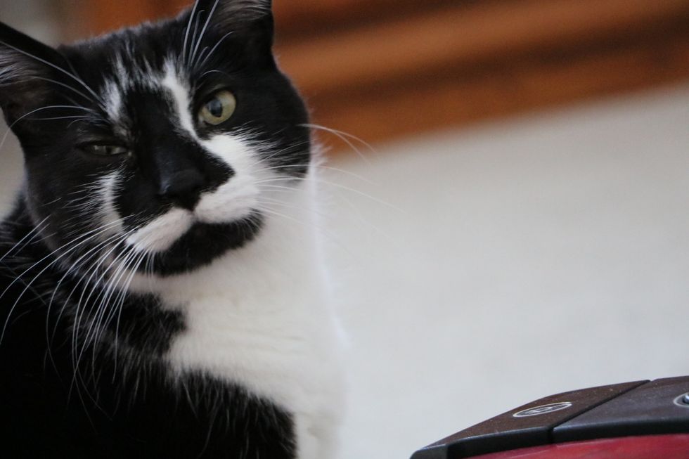 Problems when you are allergic to cats