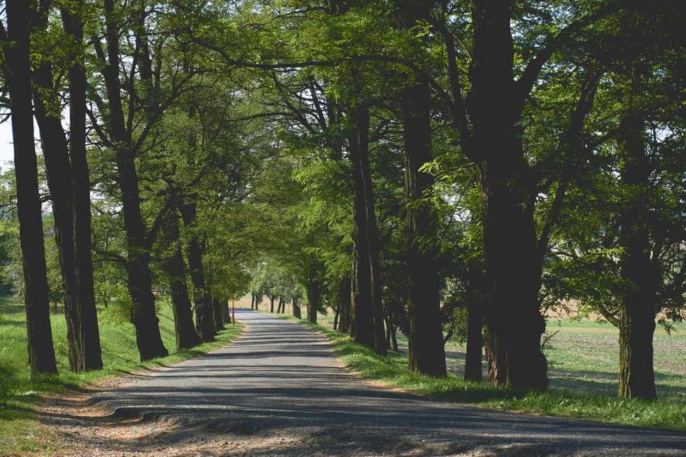 How a Quiet Stroll Through a Park Can Change Your Life