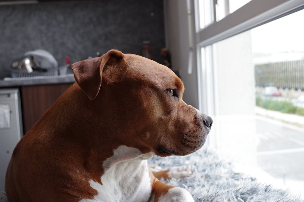 The 9 Stages of Living Away From Your Dog