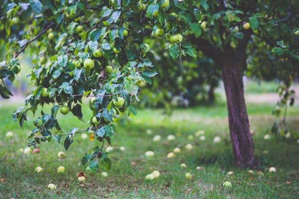 Poetry On Odyssey: Underneath The Apple Tree